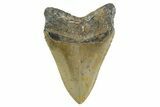 Serrated, Fossil Megalodon Tooth - North Carolina #346332-2